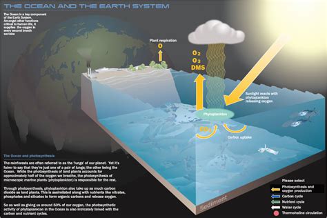 Oceans Under Threat Photosynthesis Carbon Cycle Ocean