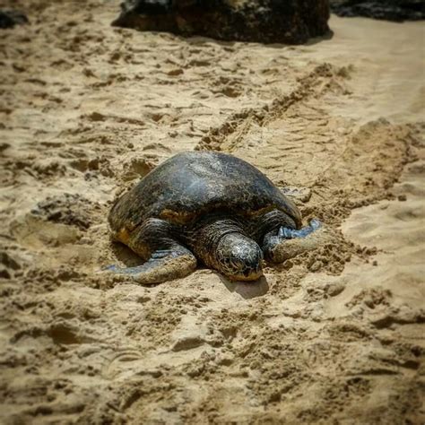 Sea Turtle | Turtle, Turtle love, Sea turtle