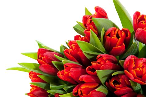 Flower Bunch Clipart Png