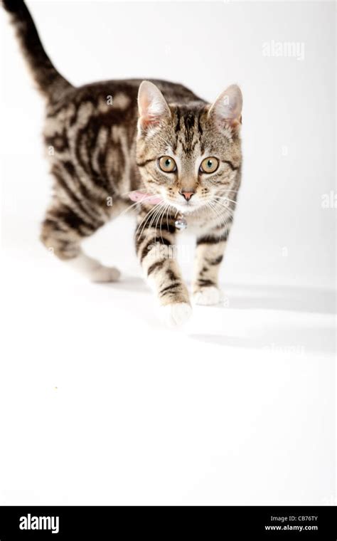 Prowling Cat Hi Res Stock Photography And Images Alamy