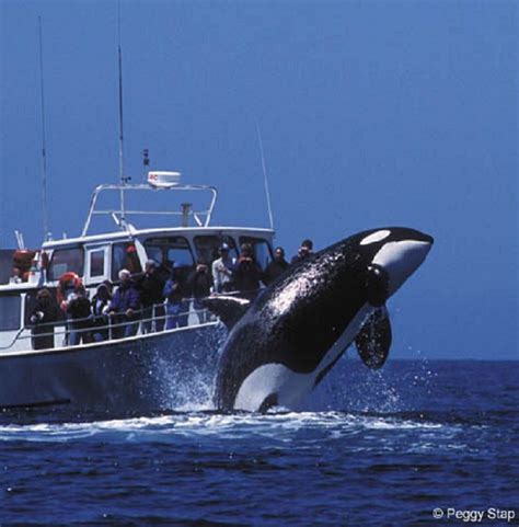 monterey bay california - whale watching | Vacation Time | Pinterest