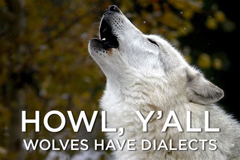 Wolves Howl In Different Dialects According To Wolf Howling Wolf