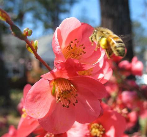 This will help to conserve the bee population which. Using Georgia Native Plants: Native Pollinators