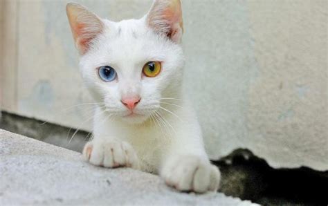 Kucing Bermata Kuning Dan Biru Itu Tuli Mitos Atau Fakta Kucing