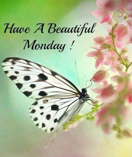 Pin By Sally Soh On Good Morning Monday Beautiful Butterflies