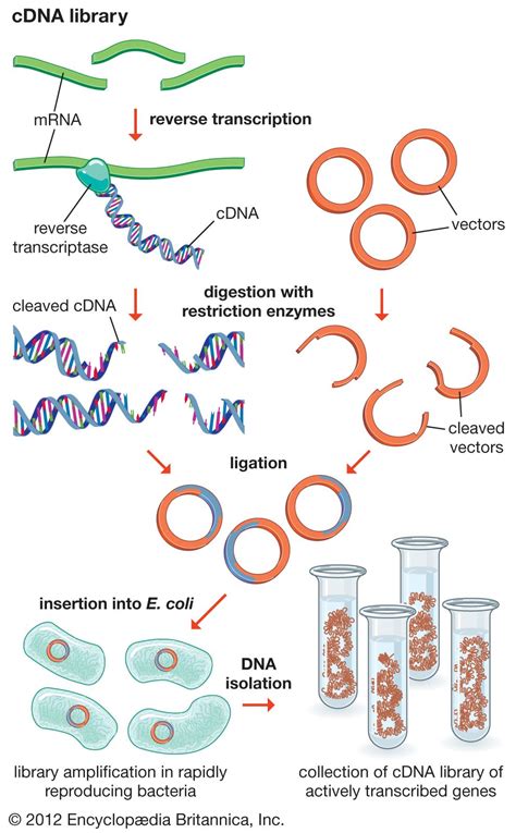 Recombinant Dna Cloning Genes Dna Britannica