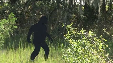 Bigfoot ‘sighting In The Charleston Area Wbtw