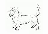 Coloring Hound Basset Dogs Cartoon sketch template