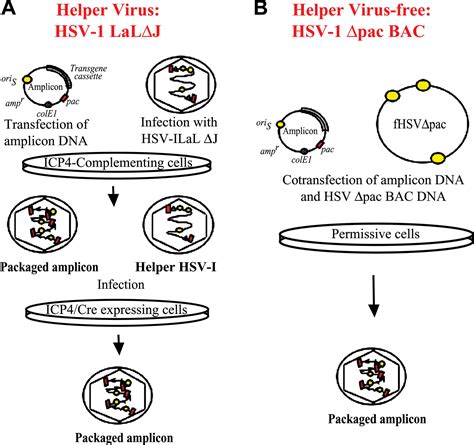 Update On Herpesvirus Amplicon Vectors Molecular Therapy