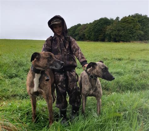 Pups Lurchers And Running Dogs The Hunting Life