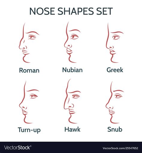 Nose Shapes Women - img-get gambar png
