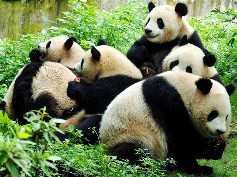 Giant Pandas China Giant Panda Bears Giant Panda Facts Pictures