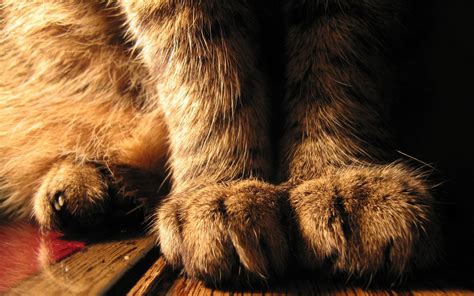 Cats Animals Paws Wallpapers Hd Desktop And Mobile Backgrounds