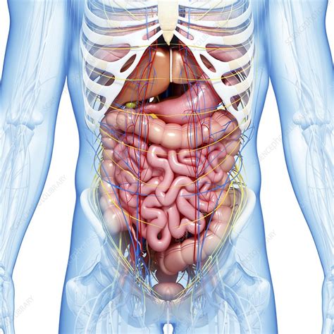 Gsi asked questions about the abdominal membranes to christopher windham, m.d. Abdominal anatomy, artwork - Stock Image - F006/0995 ...