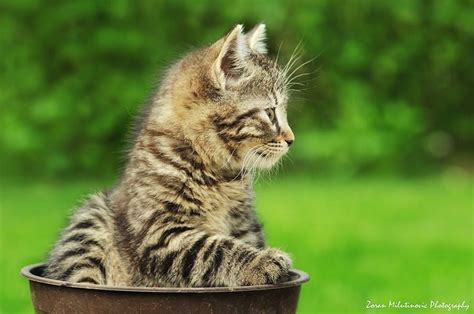 Little Tiger By Zoran Milutinovic On 500px Gorgeous Cats Cats