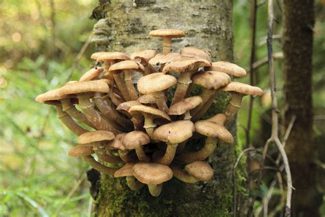 Tree Fungus Identification Gardenerdy