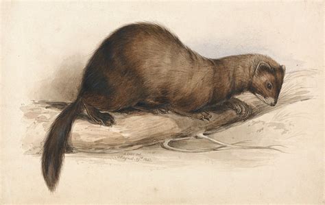 A Weasel Drawing By Edward Lear Fine Art America