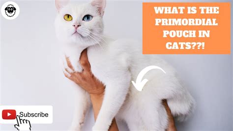 Why Do Cats Have A Primordial Pouch Or Fat Pouch Youtube
