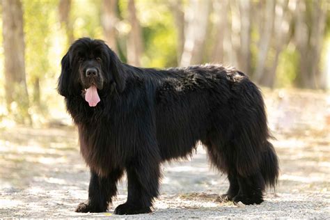 Huge Black Fluffy Dog Breeds All About Logan
