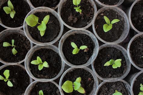 Eggplant Seed Starting Tips