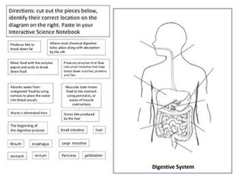 digestive system diagram digestive system diagram human digestive