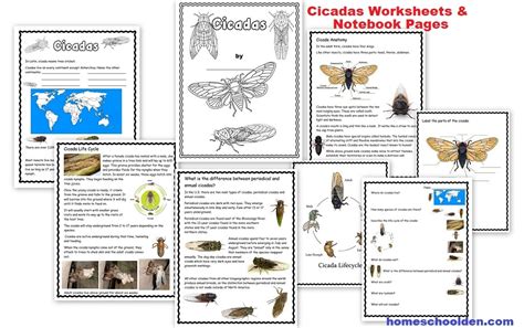 Cicada Worksheet Packet Homeschool Den