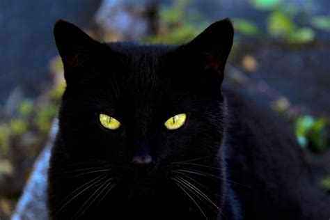 What Are The Best Names For Black Cats Pethelpful