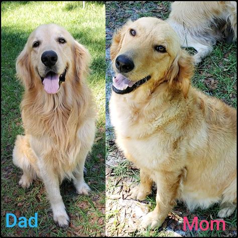 Find golden retriever puppies and breeders in your area and helpful golden retriever information. Schultz breeding | Golden Retriever Breeder | Wildwood ...
