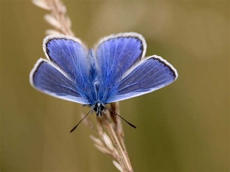 The Common Blue Butterfly Identification And Habitat Saga