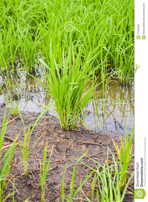 Green Rice Tree Stock Photo Image Of Green Country 47458396