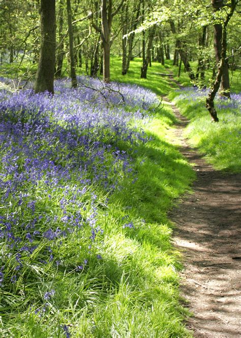 Bluebell Path By Diane Beautiful Nature Woodland Flowers Amazing Nature