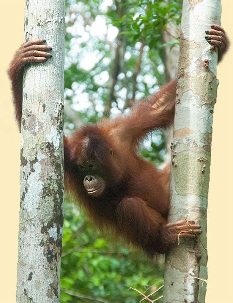 An often considered psychedelic, acid rock, heavy rock, hard rock group from london, england, whose only album was originally released in the u.s orang utan featured musicians from several other notable dissolving bands, that had been playing in north london in the late 60s. Indonesien Rundreise nach Borneo