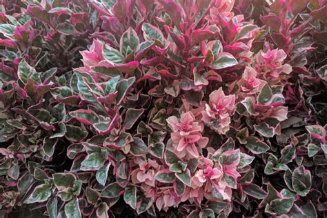 Common landscape shrubs some of the most common landscaping shrubs include: Evergreen shrubs are a great way to keep color and texture ...