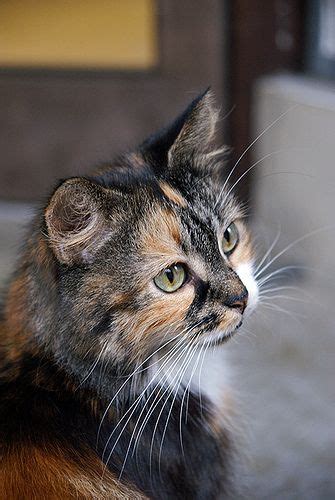 123 Best Calico Kittens Images On Pinterest Cute Kittens