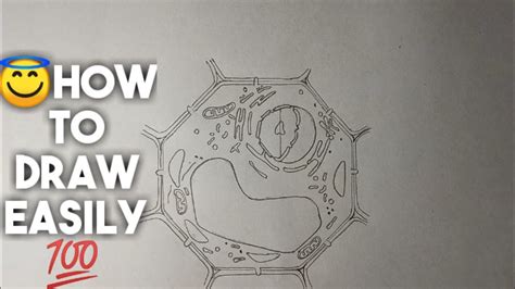 Check spelling or type a new query. How to draw plant cell in easy steps for beginners// - YouTube