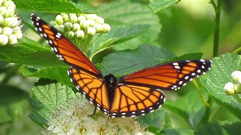 Viceroy Butterfly The Monarch Mimic Youtube