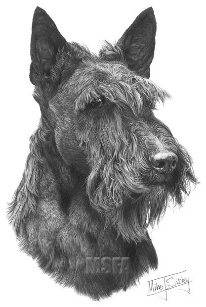 Scottish Terrier Fine Art Dog Print By Mike Sibley