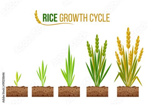 Life Cycle Of Rice Plant