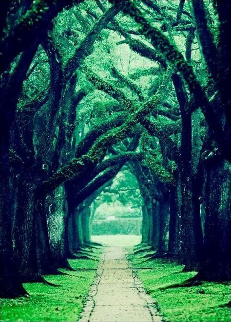 The best instagram worthy places in houston guide. Oaks alley in Houston, Texas | Houston photography ...