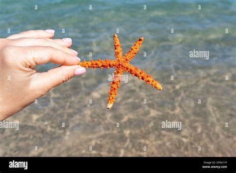 Caucasian Hand Holding Beautiful Sea Starfish Stock Photo Alamy