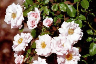 Made with love in the usa. PlantFiles Pictures: Floribunda, Shrub Rose 'Baby Blanket ...
