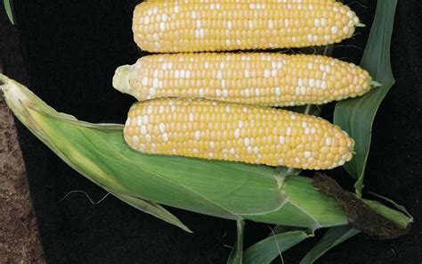 22 Sweet Corn Varieties To Add To Your Collection Growing Produce