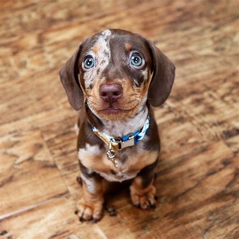 A Miniature Dachshund Puppy Puppy Dog Eyes Dapple Dachshund Puppy