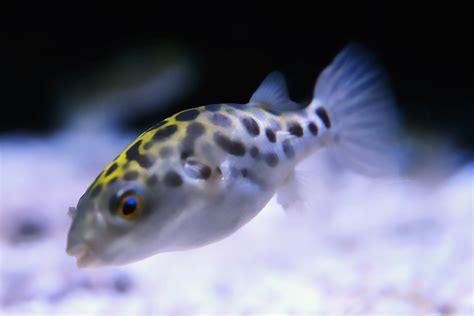 Spotted Green Pufferfish Photo Brian K H Yim Photos At