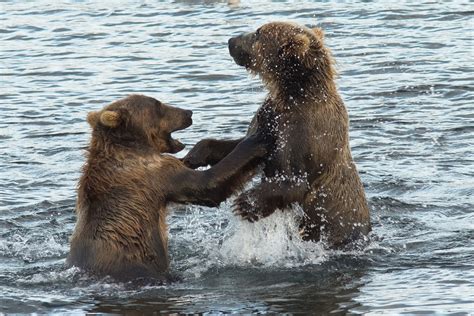 Meet The Giant Brown Bear Of Kodiak Island About Wild Animals