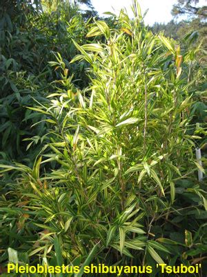 Pleioblastus 'mini' is the most dwarf of the running bamboo. Dwarf Bamboo