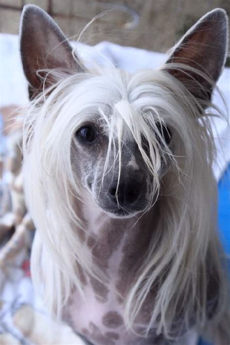 Look at pictures of chinese crested puppies who need a home. ShangralaFamilyFun.com - Shangrala's Dogs With Beautiful ...