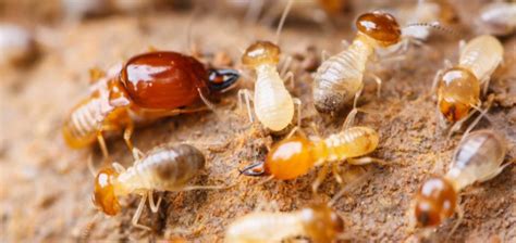 Are you looking for a dependable pest control company in lexington sc? termite-treatment-columbia-sc - Econ-O-Bug Pest Control