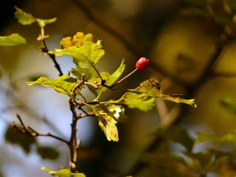 Fotos Gratis Rbol Naturaleza Bosque Al Aire Libre Rama Ligero