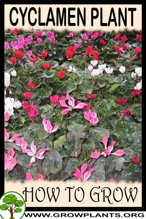 Cyclamen persicum (persian cyclamen) is a tender tuberous perennial boasting delightfully fragrant flowers from fall to late spring. Cyclamen plant - How to grow & care